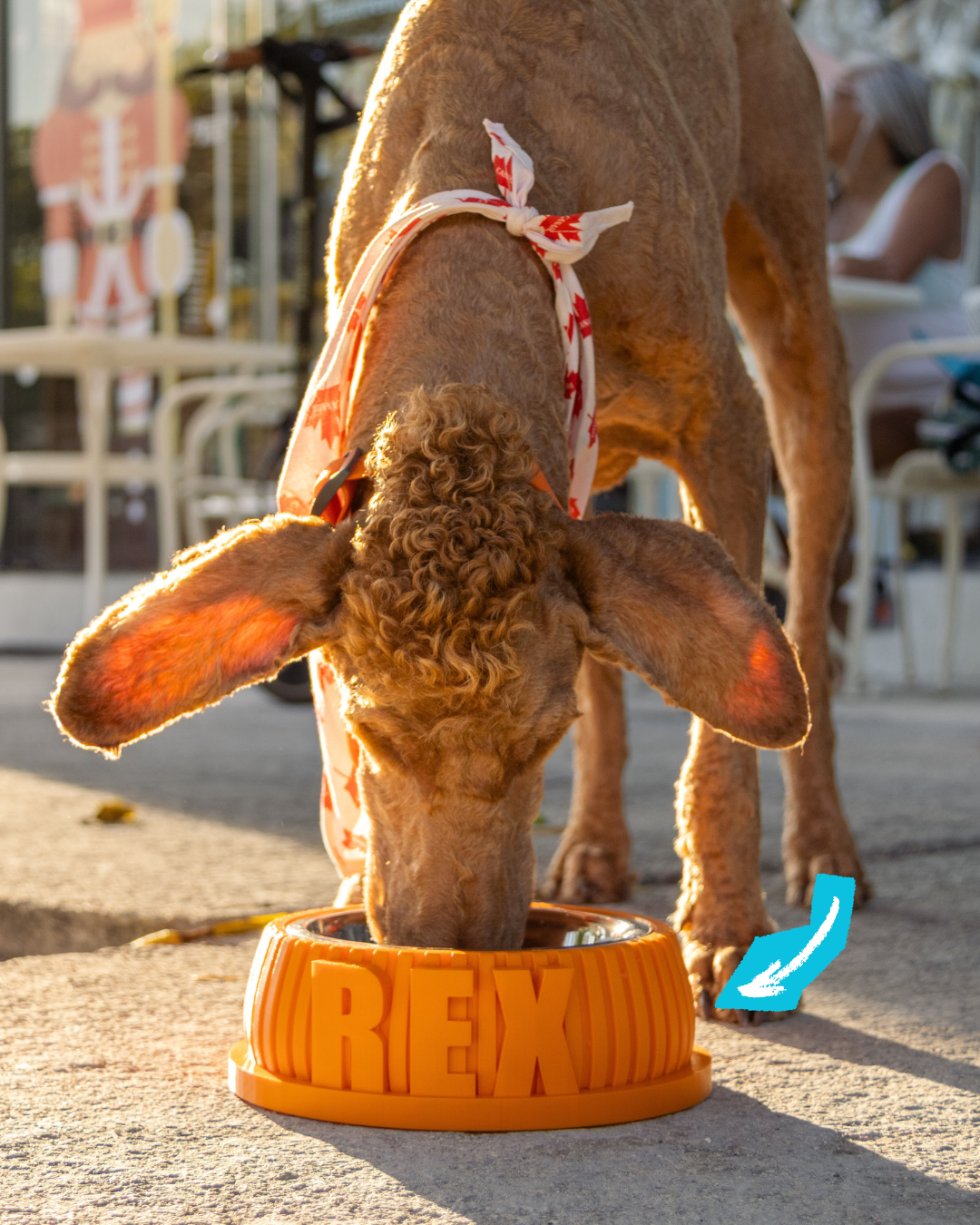 Bowl ¡Con el nombre de tu amo!