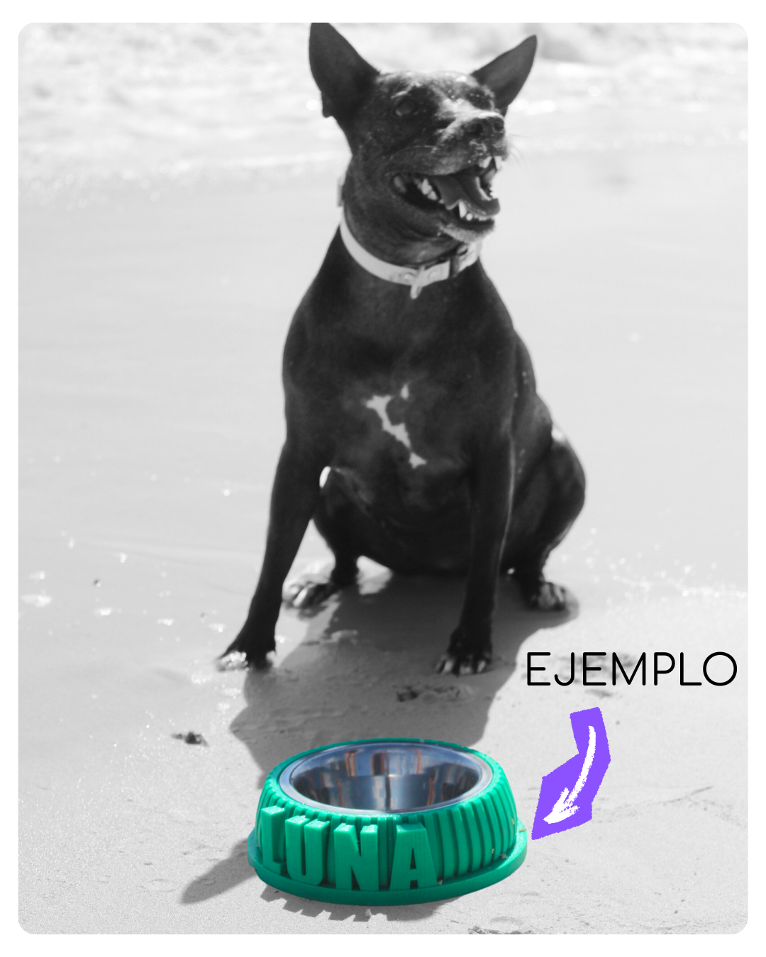 Bowl ¡Con el nombre de tu amo!