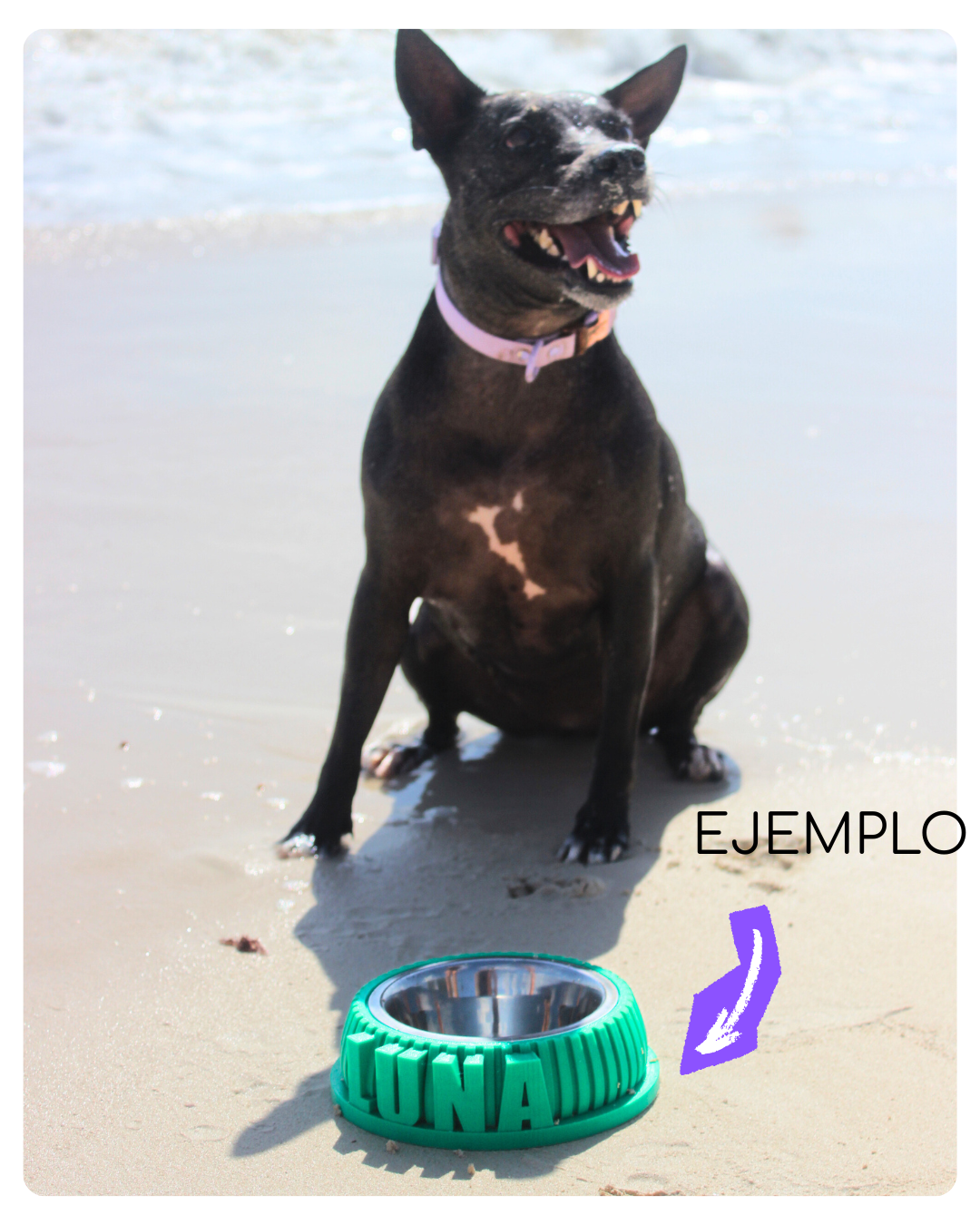 Bowl ¡Con el nombre de tu amo!