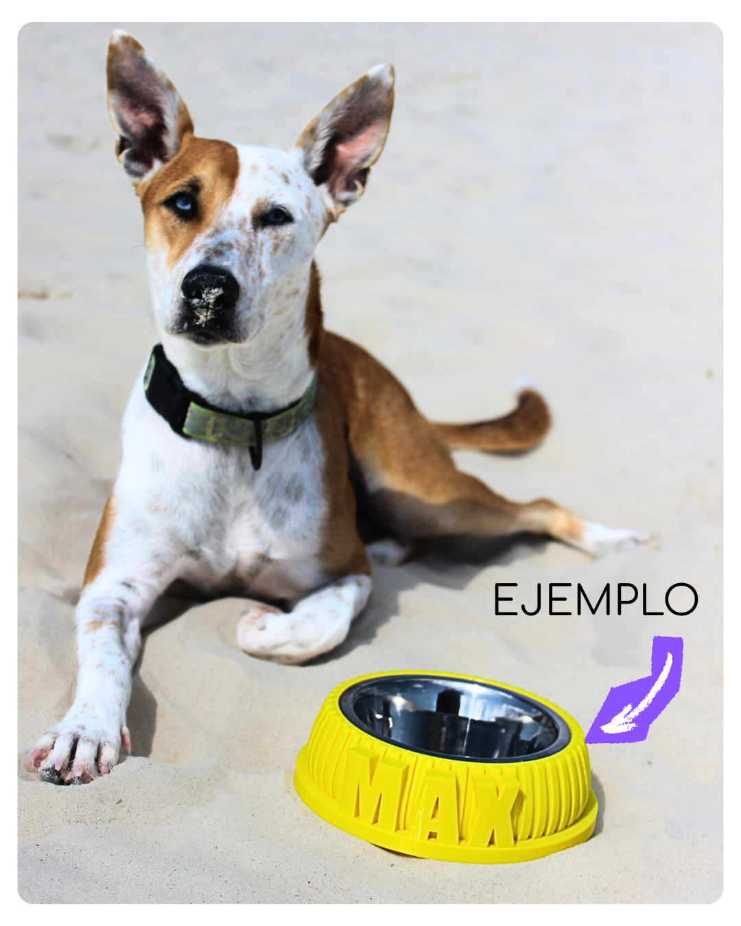 Bowl ¡Con el nombre de tu amo!