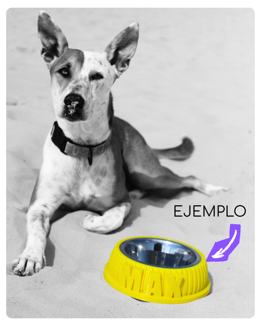 Bowl ¡Con el nombre de tu amo!